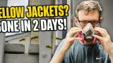Treating a hidden yellow jacket nest with insecticide dust and a respirator